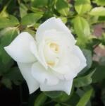 LuxRoses Trandafir urcător Climbing Iceberg la ghiveci 2L (1001)