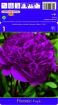  Bujor mov (37474)