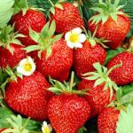 SuperStrawberry Căpșuni Kimberly (5403)