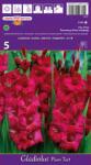 Holland Bulb Market Gladiole Plum Tart (37295)