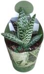  Aloe vera (Aloe variegata compacta) la ghiveci ø 10, 5 cm (109COLL0005)