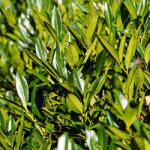 Prunus laurocerasus (Laur englezesc) gard viu, veșnic verde, la ghiveci (0104)