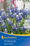 kiepenkerl Muscari Touch of Snow (502895)