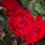 LuxRoses Trandafir pitic Raspberry Royale ® la ghiveci 3L (5825)