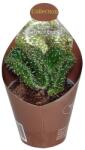  Cactus (Opuntia cylindrica crestata) la ghiveci ø 6, 5 cm (6500567)