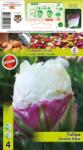  Lalele duble tip bujor Double Polar (12231)