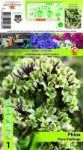 Holland Bulb Market Brumărele duble Pure Feelings (10435)