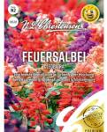 Chrestensen Semințe de salvie decorativă Cleopatra, mix multicolor (86150)