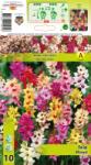 Holland Bulb Market Ixia mix multicolor (10255)