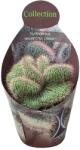  Cactus (Nyctocereus serpentinus crestato) la ghiveci ø 10, 5 cm (109COLL0052)