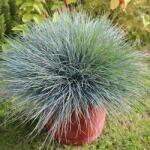 Clematisy Festuca glauca (Iarbă albastră) Elijah Blue (9080)