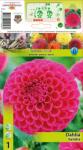 Holland Bulb Market Dalie tip glob Sandra (10048)