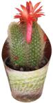  Cactus Coadă de maimuță (Hildewintera colademononis) la ghiveci ø 6, 5 cm (6500378)