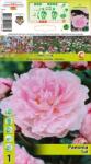 Holland Bulb Market Bujor Taff (10406)