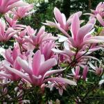 Clematisy Magnolia Betty (4769)