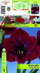 Holland Bulb Market Crin de cameră (Amaryllis) Grand Diva (11074)