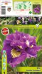 Holland Bulb Market Iris siberian Double Standard (10394)