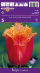  Lalele franjurate Lambada (37144)
