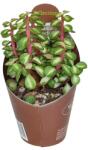  Portulacaria (Portulacaria afra mediopicta) la ghiveci ø 6, 5 cm (6500652)