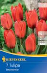 kiepenkerl Lalele Showwiner (507524)