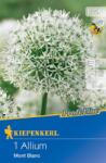 kiepenkerl Allium Mont Blanc (504134)
