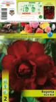 Holland Bulb Market Begonie dublă roșu închis (10506)