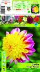  Dalie tip anemonă Boogie Woogie (10059)