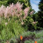 Clematisy Iarbă de pampas Pink Feather (4751)