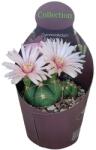  Cactus globular (Gymnocalycium horstii) la ghiveci ø 10, 5 cm (109COLL0061)