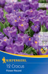 kiepenkerl Brândușe Flower Record (506732)