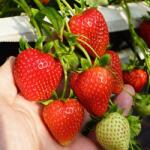 SuperStrawberry Căpșuni Daroyal (5396)
