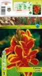 Holland Bulb Market Canna Lucifer (10313)