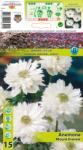 Holland Bulb Market Anemone duble Mount Everest (12341)
