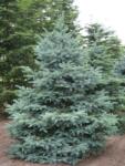  Molid argintiu San Juan (Picea pungens Glauca San Juan) la ghiveci C1 (33013)