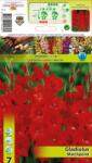Holland Bulb Market Gladiole Matchpoint (10180)