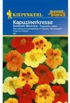 kiepenkerl Semințe de condurul doamnei Rankende, mix multicolor (77398)