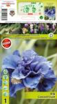 Holland Bulb Market Iris siberian Concord Crush (10393)