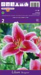 kiepenkerl Crin oriental Stargazer (37211)