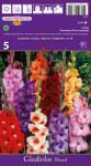 Holland Bulb Market Gladiole Black Jack (37301)