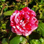 LuxRoses Trandafir urcător Ferdinand Pichard la ghiveci 2L (1002)