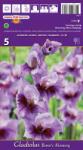 Holland Bulb Market Gladiole Bono's Memory (37302)