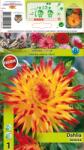 Holland Bulb Market Dalie tip cactus Jessica (10026)