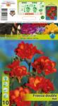 Holland Bulb Market Frezie dublă roșie (12376)