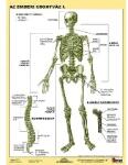 Stiefel Stiefel: Tanulói munkalap, A4, STIEFEL "Az emberi csontváz (275707)