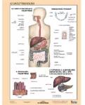 Stiefel Stiefel: Tanulói munkalap, A4, STIEFEL "Az emésztőrendszer (275807)