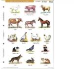 Stiefel Stiefel: Tanulói munkalap, A4, STIEFEL" A ház körül élő állatok (27585)