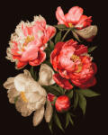 Oh Art! Set pictura pe numere, cu sasiu, Bujori 1 - canvas negru, 40x50 cm (ANG856)