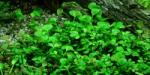 INVITAL Marsilea crenata