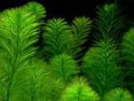 INVITAL Myriophyllum 'Guyana' (Cserép Ø 5, 5 cm)