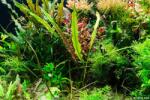 INVITAL Cryptocoryne albida